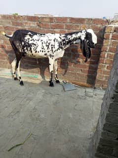 bital black makichin bakri 3.5ma ki gabin