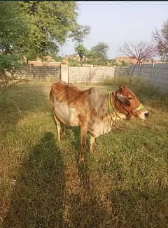 cross cow | cow baby | Bufflow | wacha | cow | بھینس | dasi cow