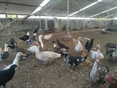 breeder Ducks