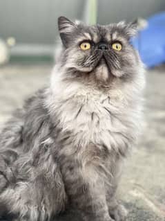 Persian male cat