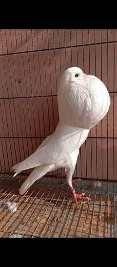 fancy pigeon