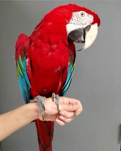 Greenwing Macaw Pair