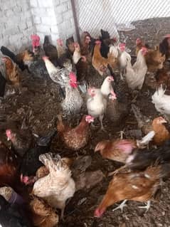 Golden misri | eggs starter hens | desi murghi | age 6 month |hens