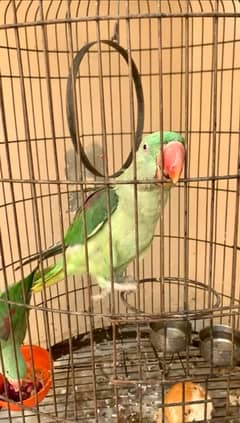 raw parrots pair for sale 10 month age