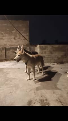 huskey dogs pair