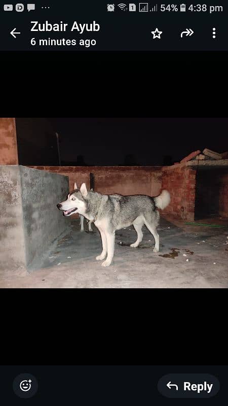 huskey dogs pair 1