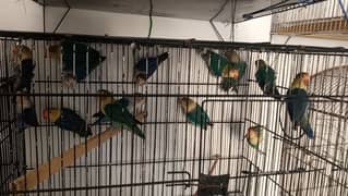 lovebirds and variety of cages available