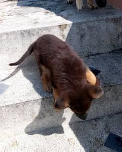 German shepherd puppies