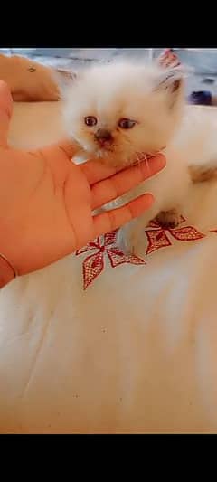 Himalayan+Persian cross 1 kitten triple coated with fur 03488708402