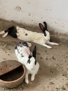 Adult Rabbit Pair For Sale