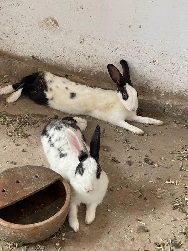 Adult Rabbit Pair For Sale 0