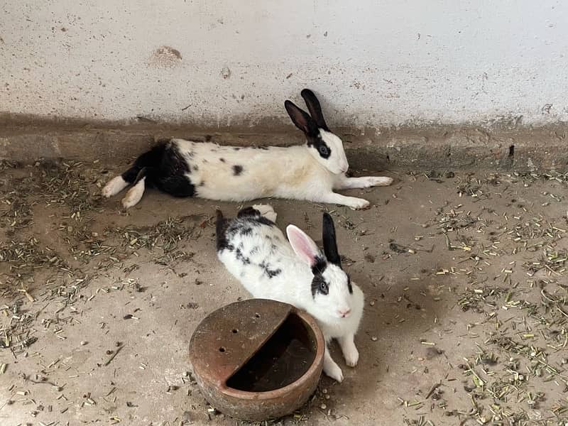 Adult Rabbit Pair For Sale 1