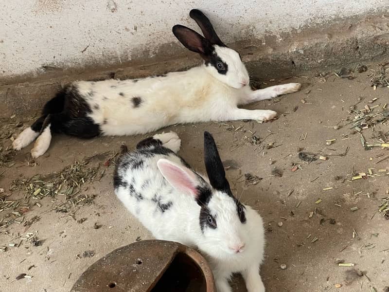 Adult Rabbit Pair For Sale 2