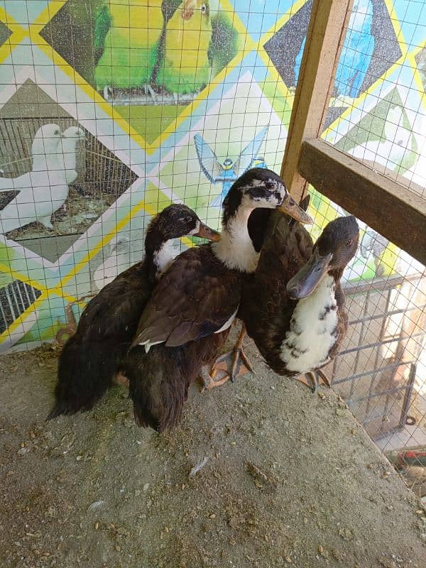 3. pcs ducklings ducks chicks available for sale 0