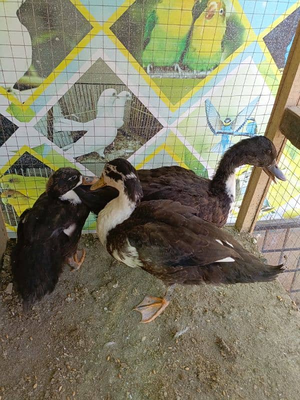 3. pcs ducklings ducks chicks available for sale 1