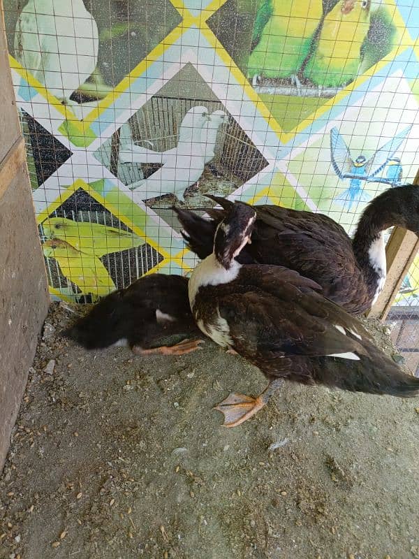 3. pcs ducklings ducks chicks available for sale 2