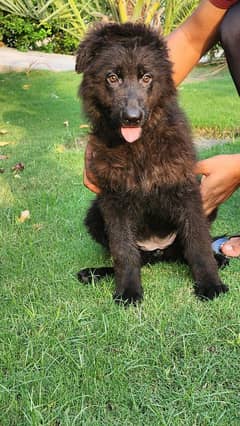 German shepherd black pups