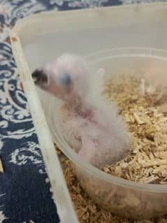 grey parrot chick