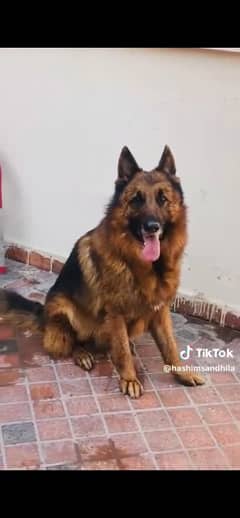 Highly pedigree German shepherd female available