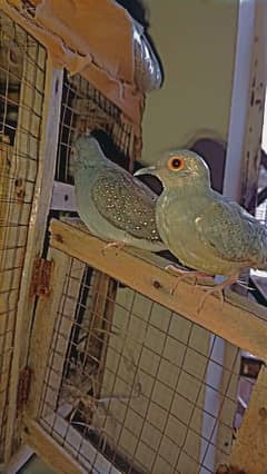 1 pair of diamond dove