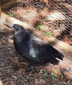 Ayam Cemani