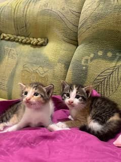 4 week old American Kitten