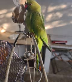 1 year parrot , Rose ringed Parakeet