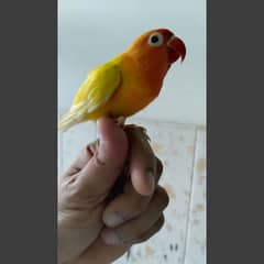 Hand tame love bird/Red Opaline Rump / Cockatiel pair.