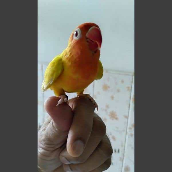 Hand tame love bird/Red Opaline Rump / Cockatiel pair. 2