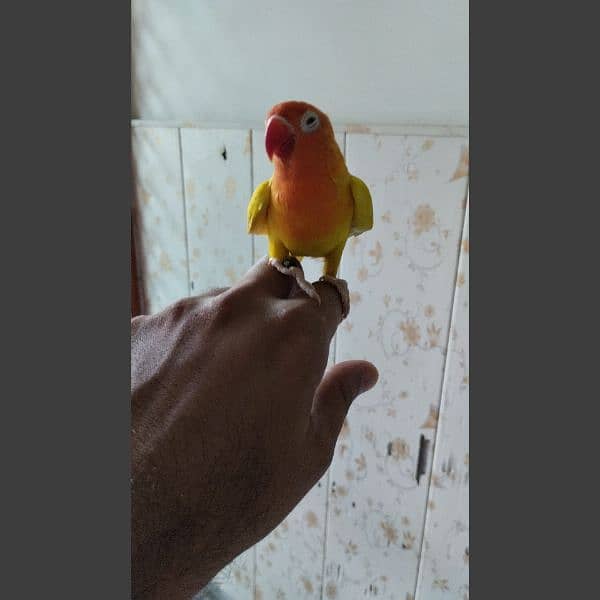 Hand tame love bird/Red Opaline Rump / Cockatiel pair. 3