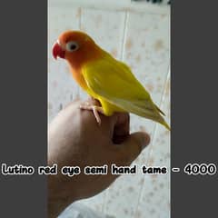 Hand tame lovebird / Rump opaline male / Cockatiel breeder Pair.