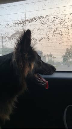 german sheperd urgent sale