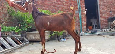 Desi Bakra