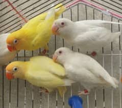 Breeder pairs crimino decino albino red eyes