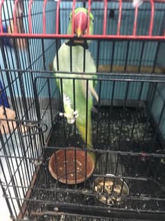 raw parrot pair age 4 years