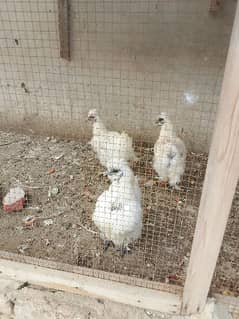 3 full white silkies,one year ol, active and agg lying adult for sale