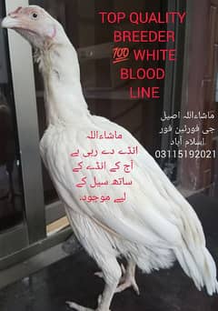 Heera Chicks / White / Heera madi/ female/ Heera Murghi/ Aseel