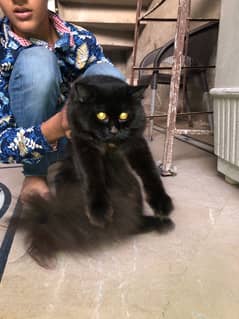 age 6 months persian cat tripple coted call 03057675174