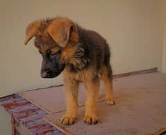 German shepherd male puppy. price 40k