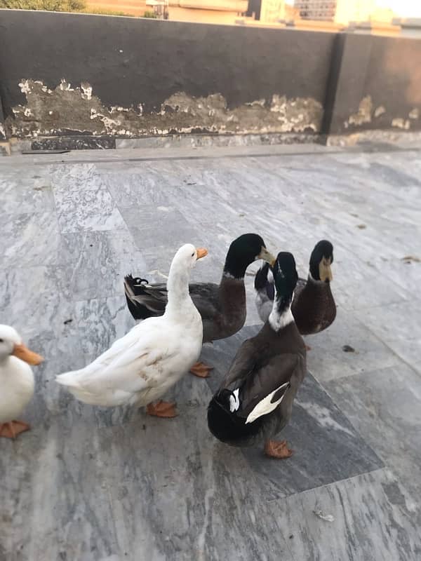 Ducks for sale 2