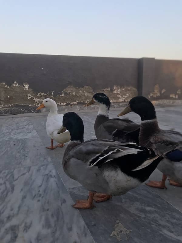 Ducks for sale 4