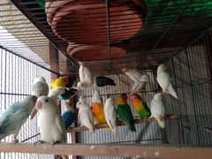 closing love birds setup breeder and ready to breed pairs