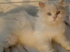 Persian Cat