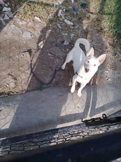 Bull Terrier for sale Best for home