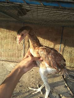 Shamo murgi 1200/= and Aseel chick 700/= for sale