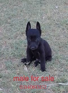 German Shepherd main Long co at for sale black