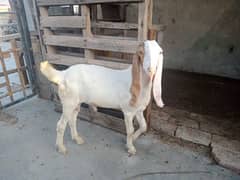 Munda Bakra age 7 month