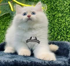 Pure persian cute WHITE kittens (COD islamabad available)03254675700.