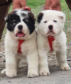 alabai dog fair 2 months for sale security dog alabai