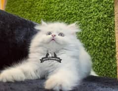 HEAVY FUR CUTE HEALTHY PERSIAN KITTENS AVAILABLE 03254675700